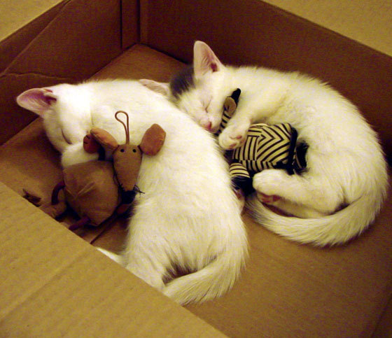 史上最激烈“冠军争夺战”精彩片段汇总，冠军争霸