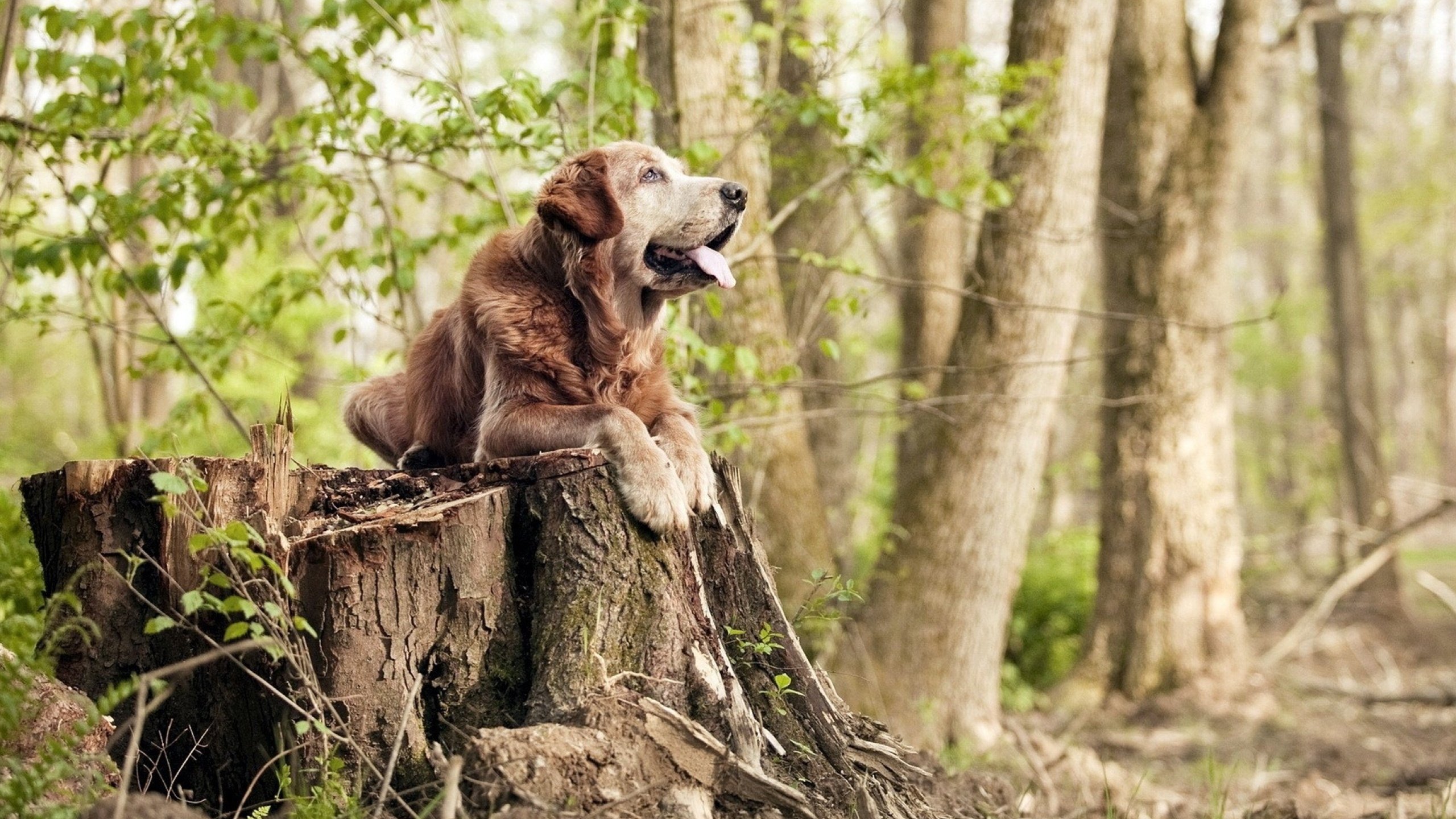 史上最激烈“冠军争夺战”精彩片段汇总，冠军争霸