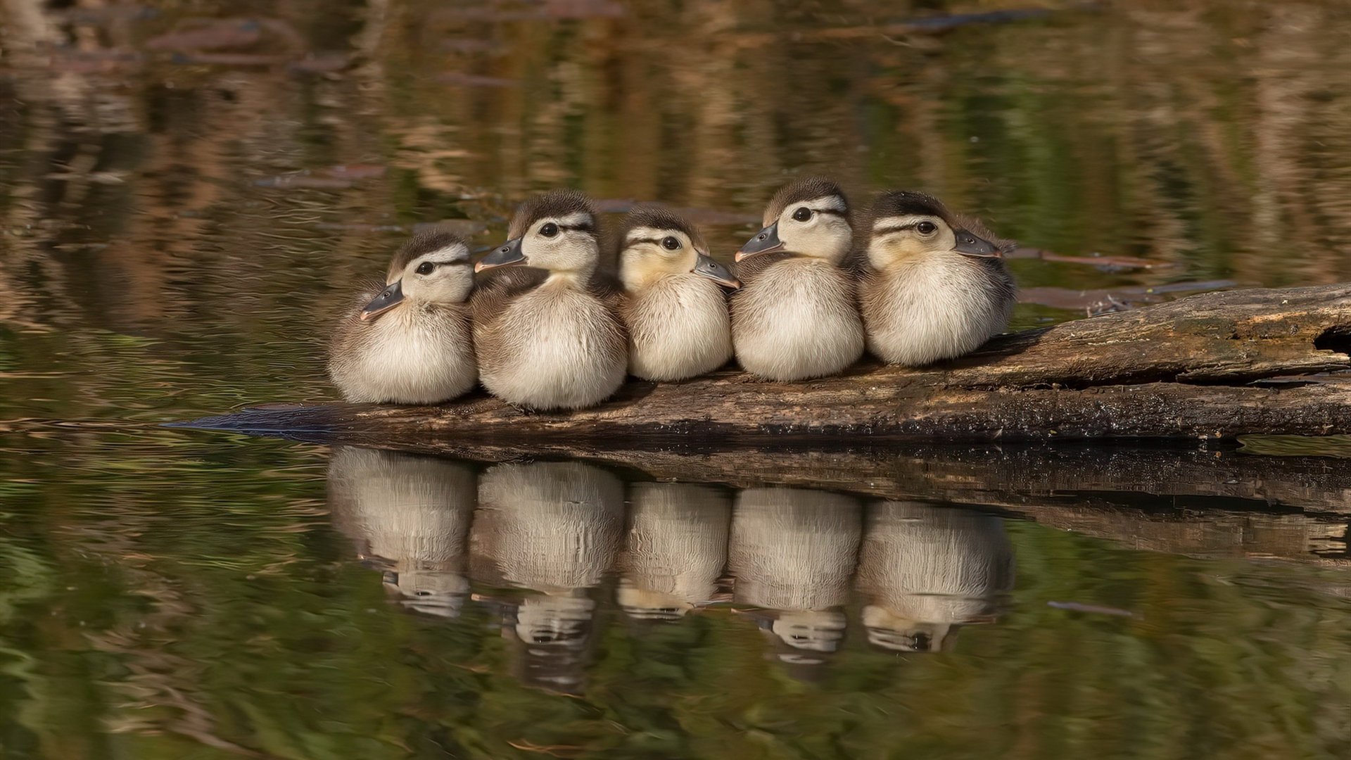 史上最亮丽“冠军夜”:荣耀瞬间熠熠生辉!,冠军叫啥