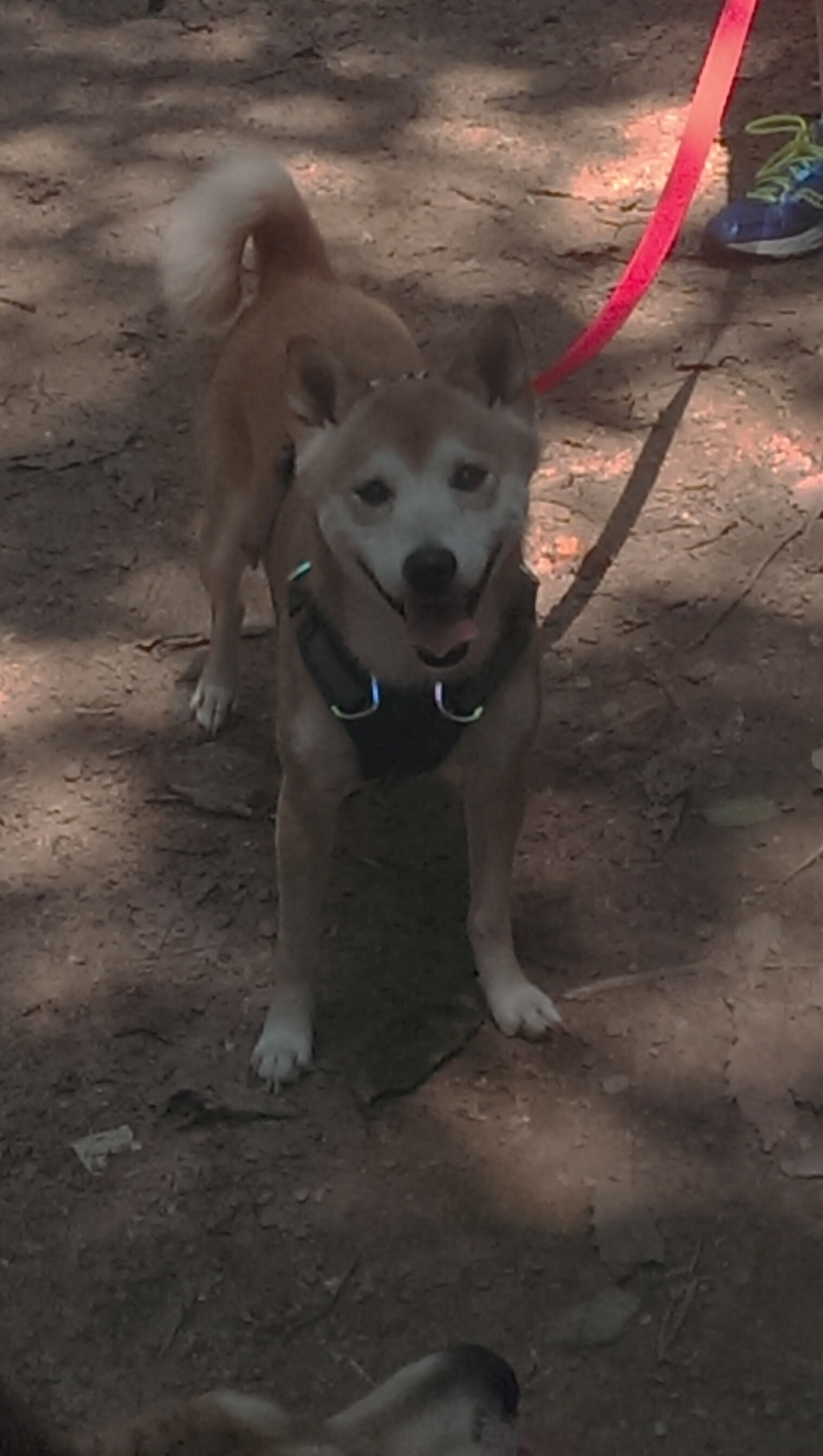 德甲比赛,教练点评关键数据,德甲主教练年薪排行