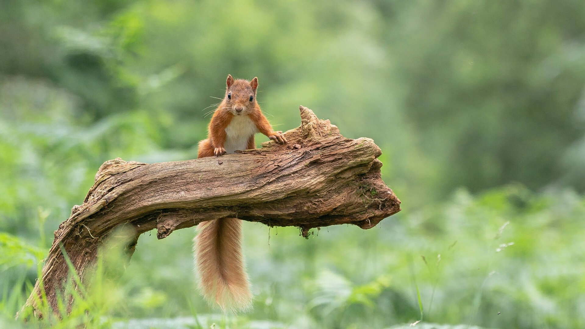 CBA球员合练备战新赛季，誓取辉煌成就，cba合作