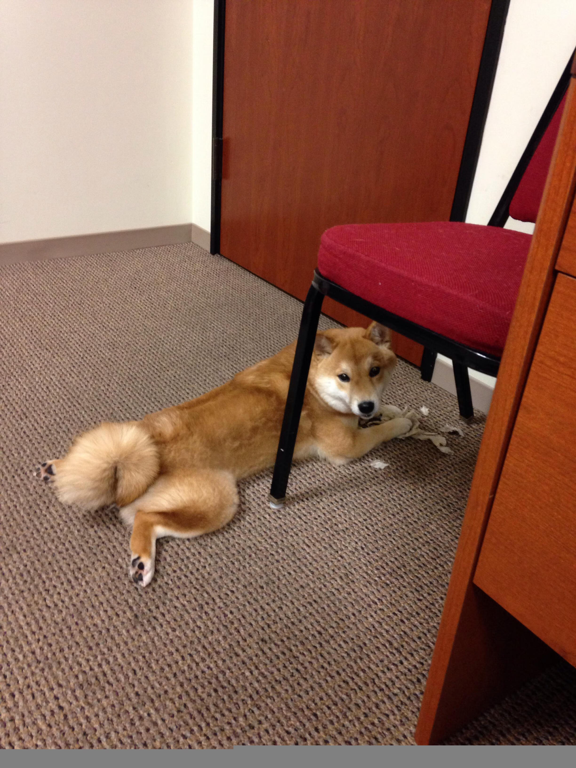 上海申花将迎来关键一战,期望赢得三分,上海申花的比赛