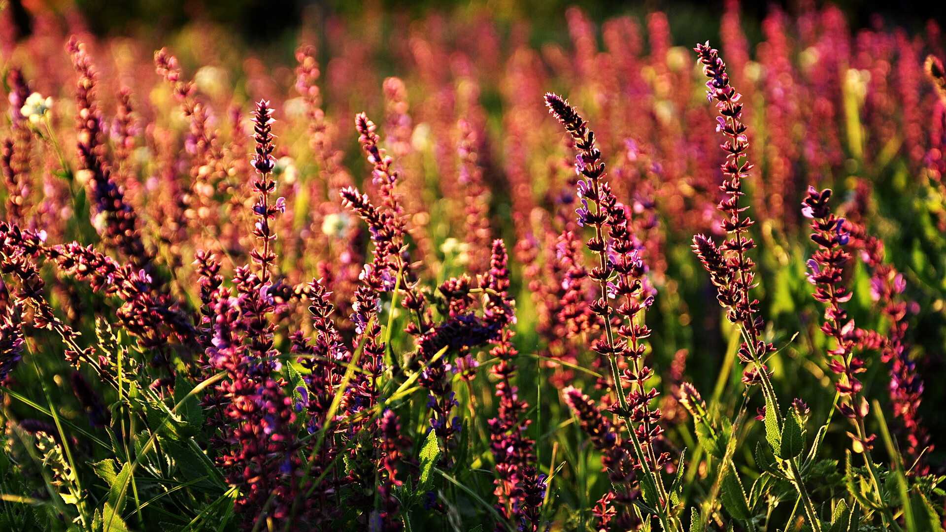 乌克兰对阵北马其顿，决战欧锦赛资格，乌克兰对北马其顿比赛