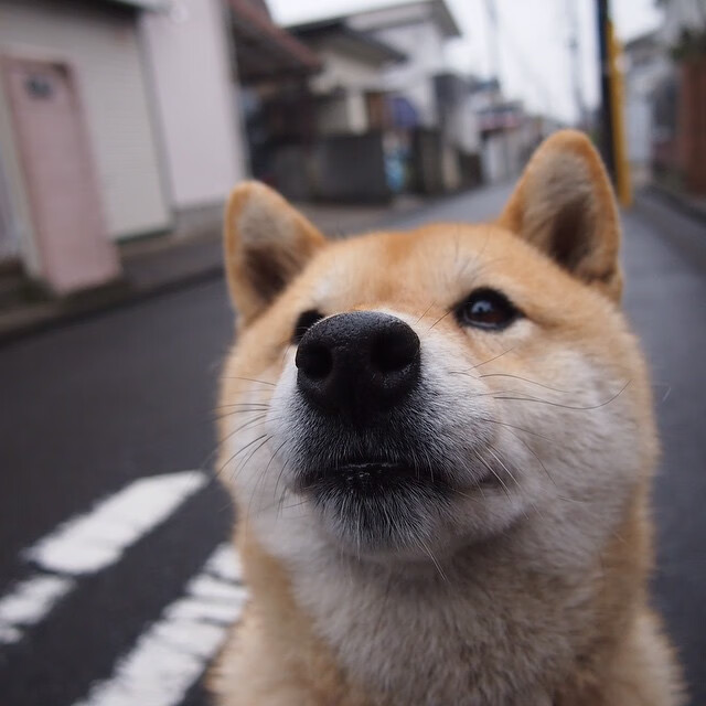 克罗地亚队取得对俄罗斯的胜利，晋级欧国亚军赛，克罗地亚队强不强