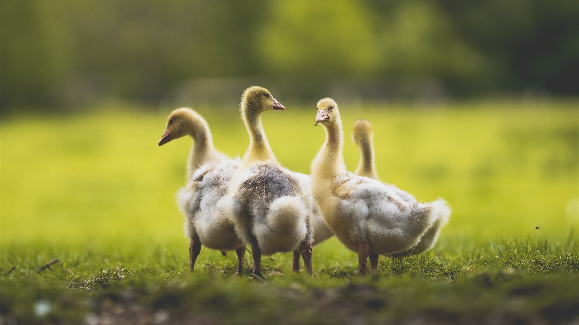 夺冠热门赛前磨刀霍霍，决不手软！