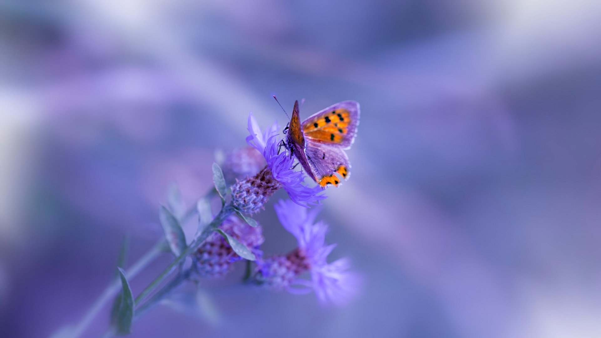 猛龙队球队新赛季规划公布，猛龙队新赛季主场