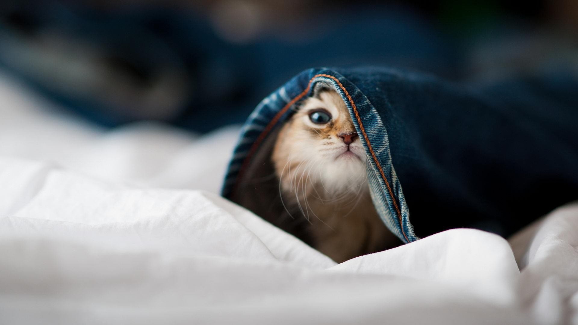 贝蒂斯主场被逼平，积分仍相对稳定，贝蒂斯前锋