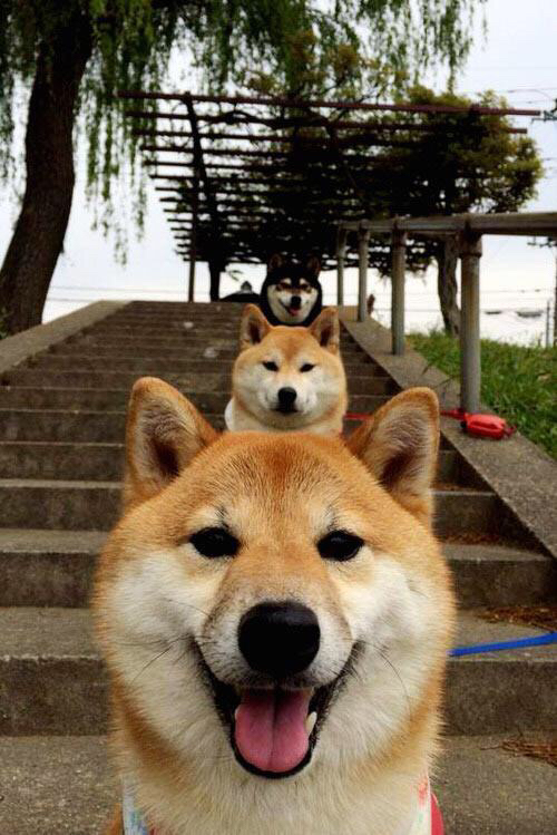 马竞主场1-0小胜阿拉维斯,艰难取胜,马竞进攻