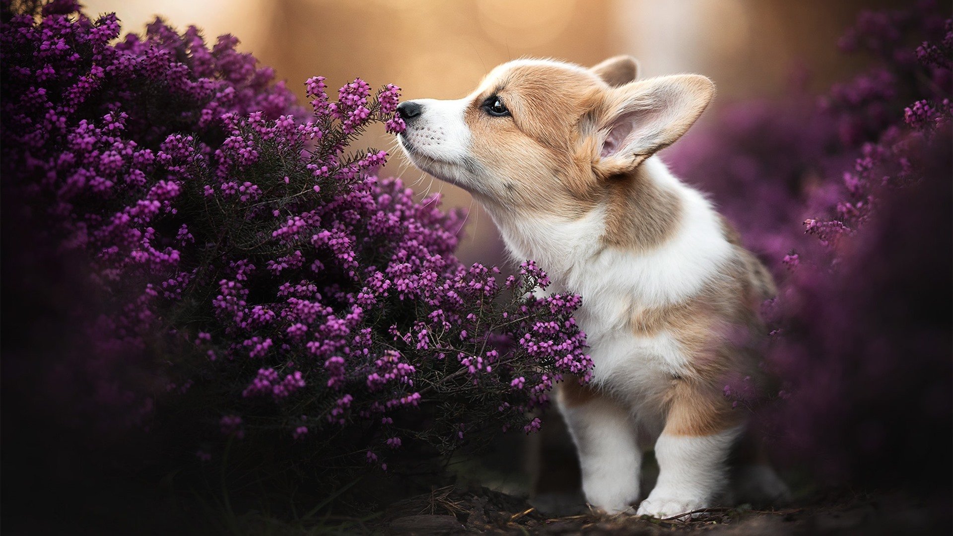 男子自由泳决赛澳洲两人入围，男子自由泳世界冠军