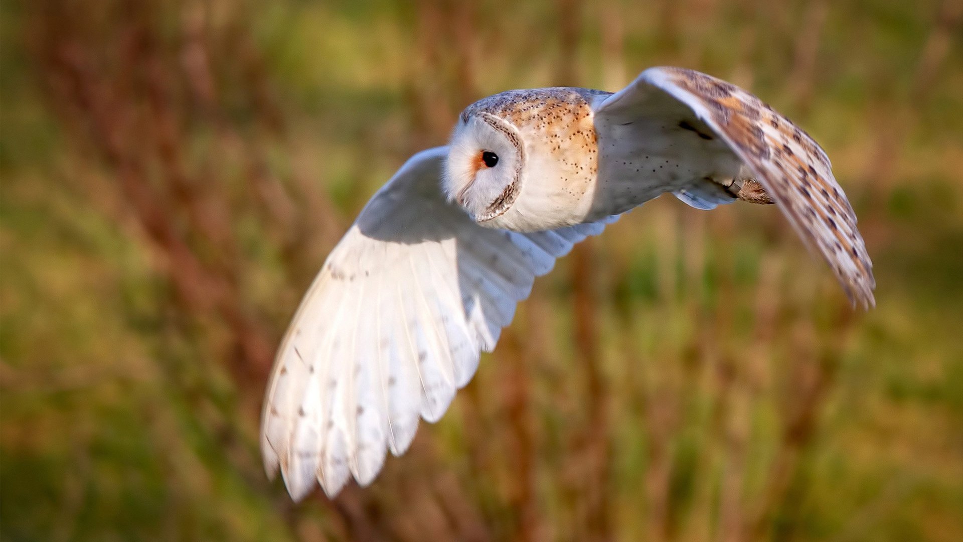 日本队在亚洲杯表现出色，志在夺冠
