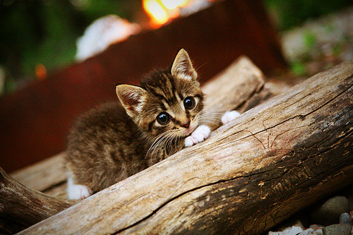 朱婷携球队拍摄新赛季定妆照,朱婷决定